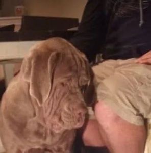 Meet your Posher, Philip